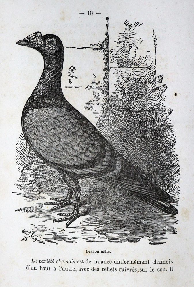 Große Abbildung Nr.1: 128-1977 La Perre de Roo,V.: (Zoologie, Vögel, Tauben)