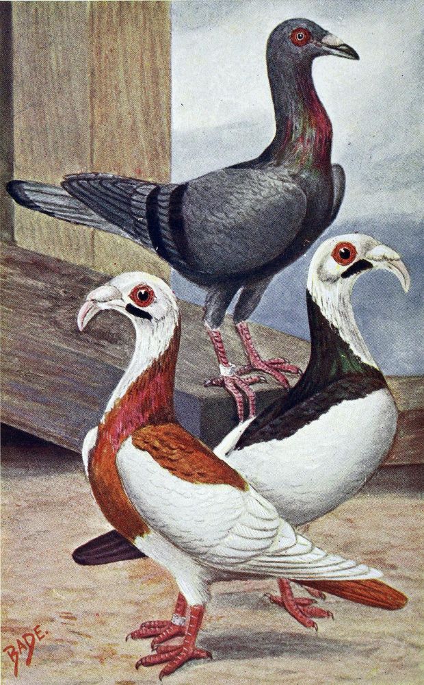 Große Abbildung Nr.1: 128-1978 Lavalle,A. u. M.Lietze (Bearb.).: (Zoologie, Vögel, Tauben)