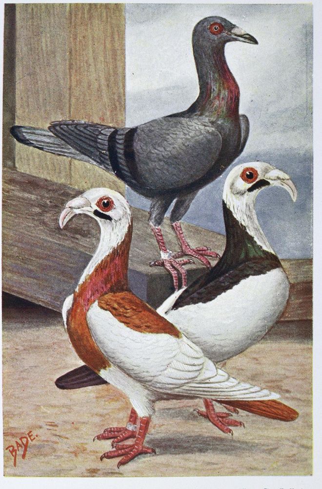 Große Abbildung Nr.2: 128-1978 Lavalle,A. u. M.Lietze (Bearb.).: (Zoologie, Vögel, Tauben)