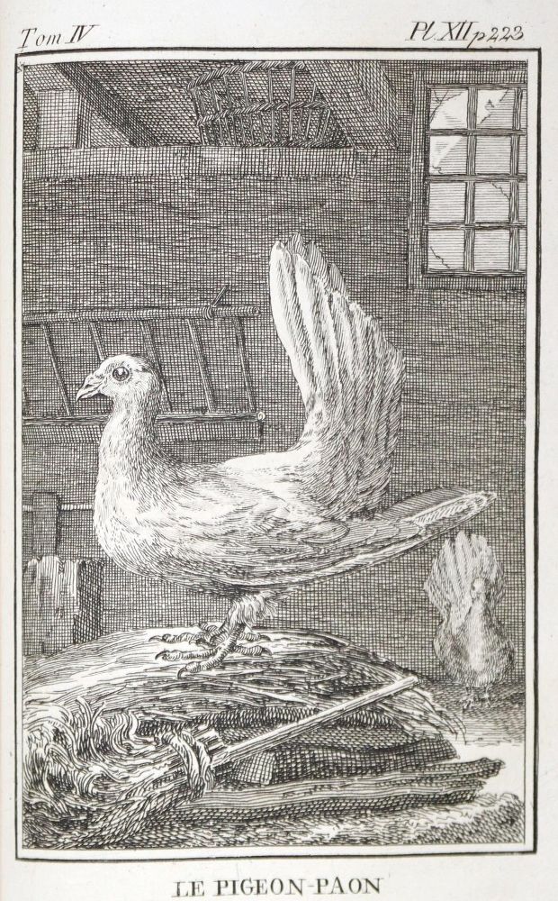 Große Abbildung Nr.1: 128-1979 Lavalle,A. u. M.Lietze (Bearb.).: (Zoologie, Vögel, Tauben)