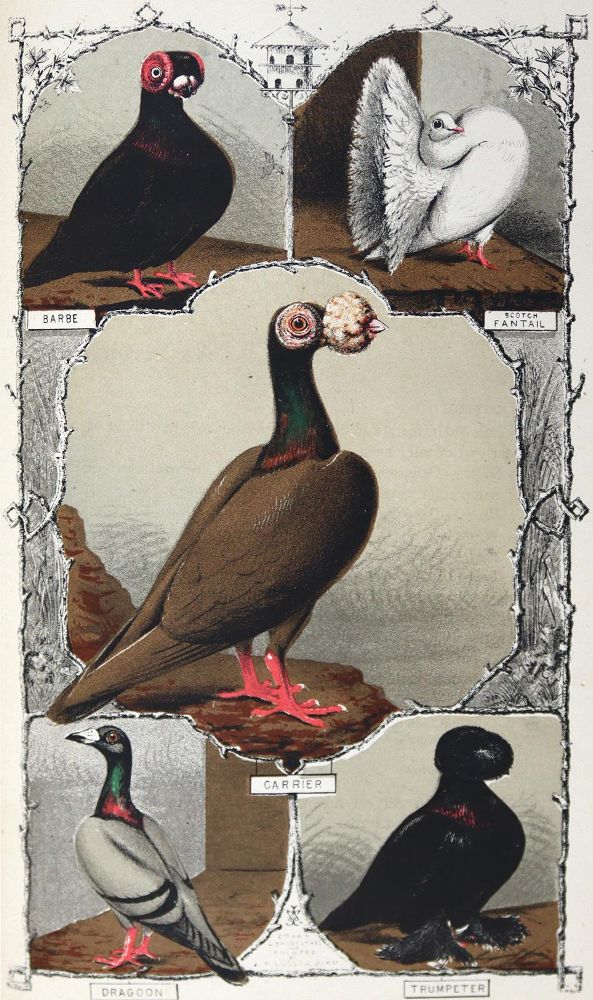 Große Abbildung Nr.1: 128-1980 Ludlow,J.W.: (Zoologie, Vögel, Tauben)
