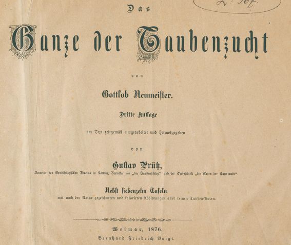 Große Abbildung Nr.1: 128-1983 Neumeister, G.: (Zoologie, Vögel, Tauben)