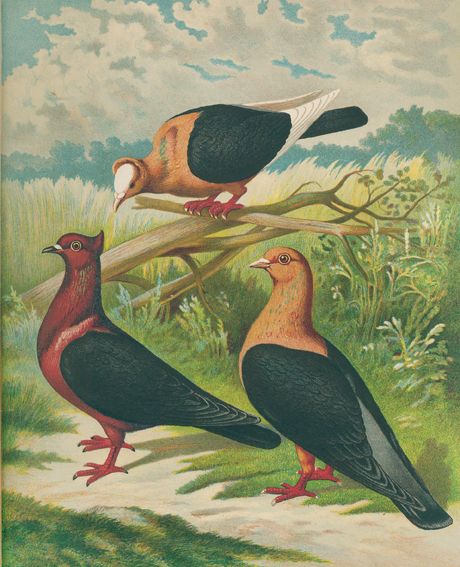 Große Abbildung Nr.1: 128-1984 Prütz,G.: (Zoologie, Vögel, Tauben)