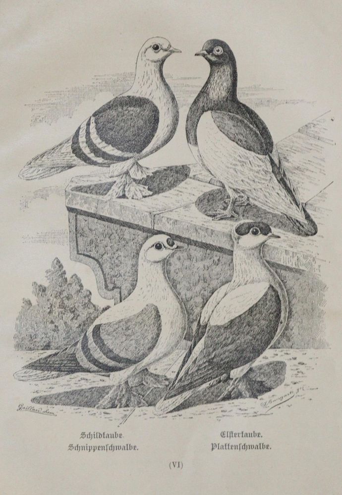 Große Abbildung Nr.1: 128-1989 Sammlung: (Zoologie, Vögel, Tauben)