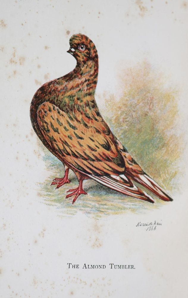 Große Abbildung Nr.1: 128-1991 Sammlung: (Zoologie, Vögel, Tauben)