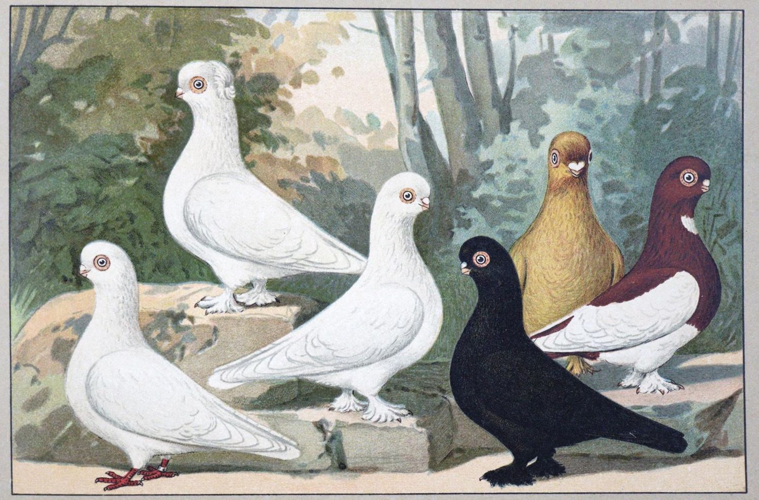 Große Abbildung Nr.1: 128-1992 Schachtzabel,E.: (Zoologie, Vögel, Tauben)