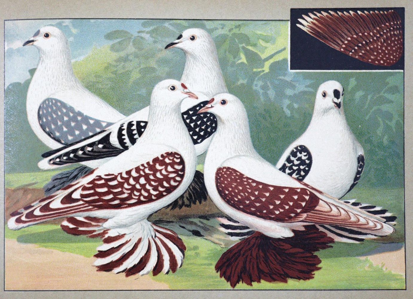 Große Abbildung Nr.1: 128-1996 Schachtzabel,E.: (Zoologie, Vögel, Tauben)