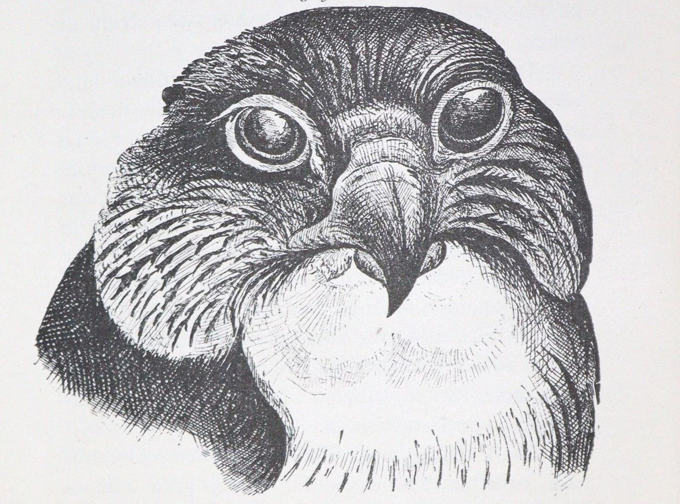 Große Abbildung Nr.1: 128-1999 Taubert,F.: (Zoologie, Vögel, Tauben)