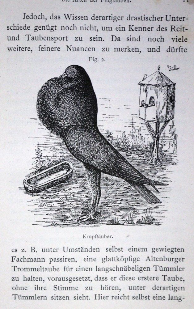 Große Abbildung Nr.1: 128-2000 Taubert,F.: (Zoologie, Vögel, Tauben)