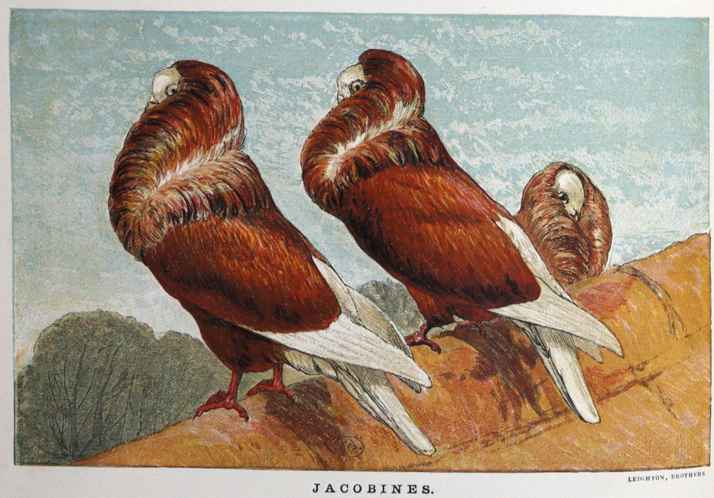 Große Abbildung Nr.1: 128-2001 Tegetmeier,W.B.: (Zoologie, Vögel, Tauben)