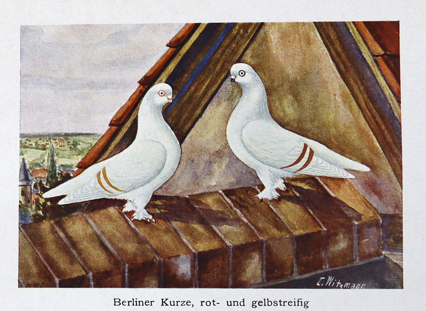 Große Abbildung Nr.1: 128-2007 Wittig,O.: (Zoologie, Vögel, Tauben)