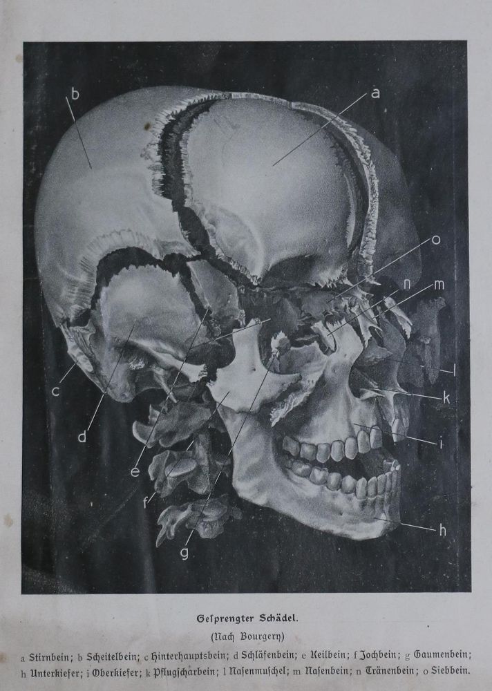 Große Abbildung Nr.1: 128-2013 Kahn,F.: (Verschiedene Gebiete - Varia, Anthropologie)