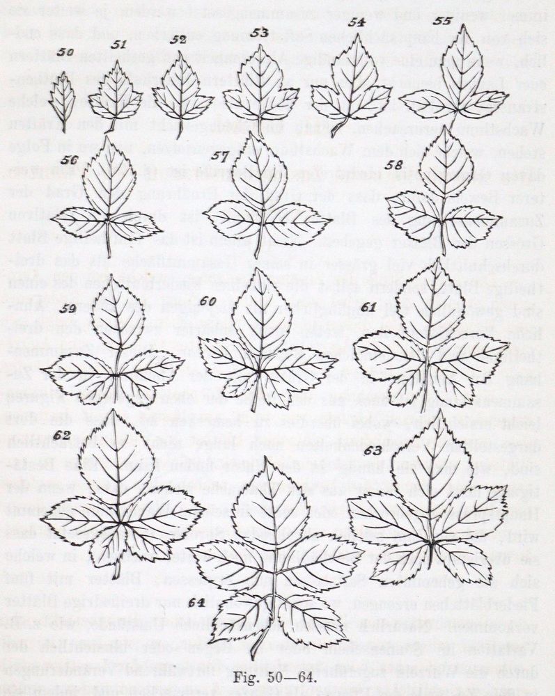 Große Abbildung Nr.3: 128-2038 Spencer,H.: (Verschiedene Gebiete - Varia, Biologie)