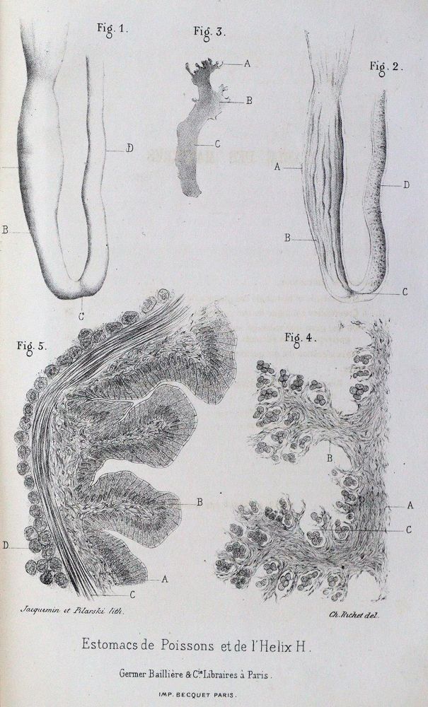 Große Abbildung Nr.2: 128-214 Richet,C.: (ZZRückgänge Sgl. Prof. Büttner Teil 1 und 2)