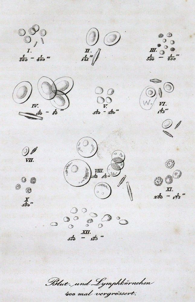 Große Abbildung Nr.2: 128-241 Wagner,R.: (ZZRückgänge Sgl. Prof. Büttner Teil 1 und 2)