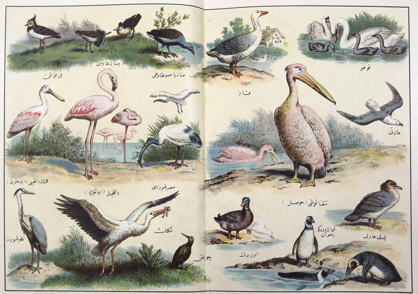 Große Abbildung Nr.1: 128-2474 Arabien.: (Verschiedene Länder - Geschichte, Arabien, Zoologie)