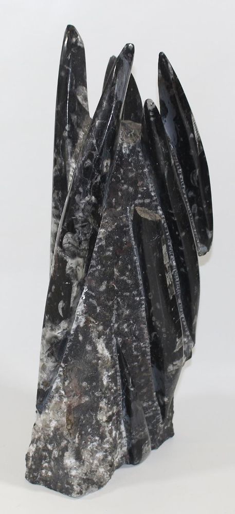 Große Abbildung Nr.2: 128-2708 Orthoceras Fossilienturm.: (Varia)