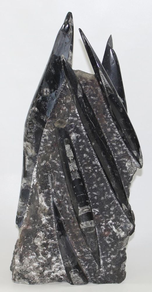 Große Abbildung Nr.3: 128-2708 Orthoceras Fossilienturm.: (Varia)