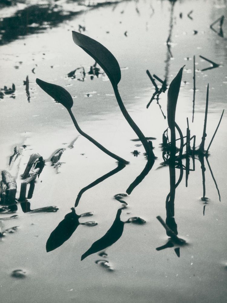 Große Abbildung Nr.1: 128-3209 Clergue, Lucien: (Photographie)