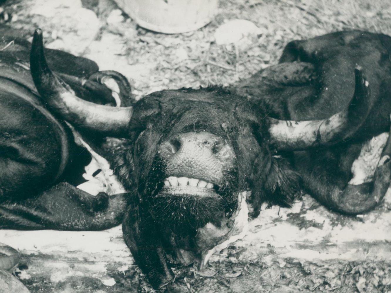 Große Abbildung Nr.2: 128-3213 Clergue, Lucien: (Photographie)