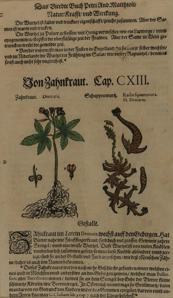 Große Abbildung Nr.2: 128-3277 Matthiolus,P.A.: (Varia, Botanik)