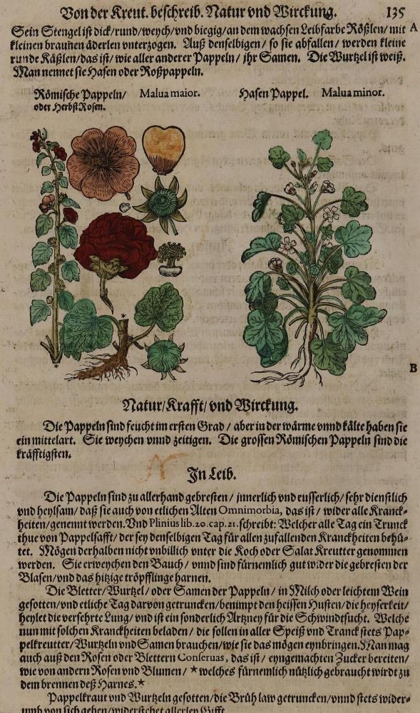 Große Abbildung Nr.3: 128-3277 Matthiolus,P.A.: (Varia, Botanik)