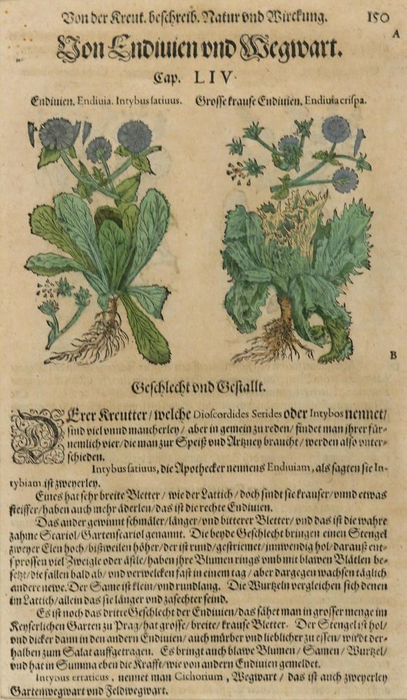 Große Abbildung Nr.4: 128-3277 Matthiolus,P.A.: (Varia, Botanik)