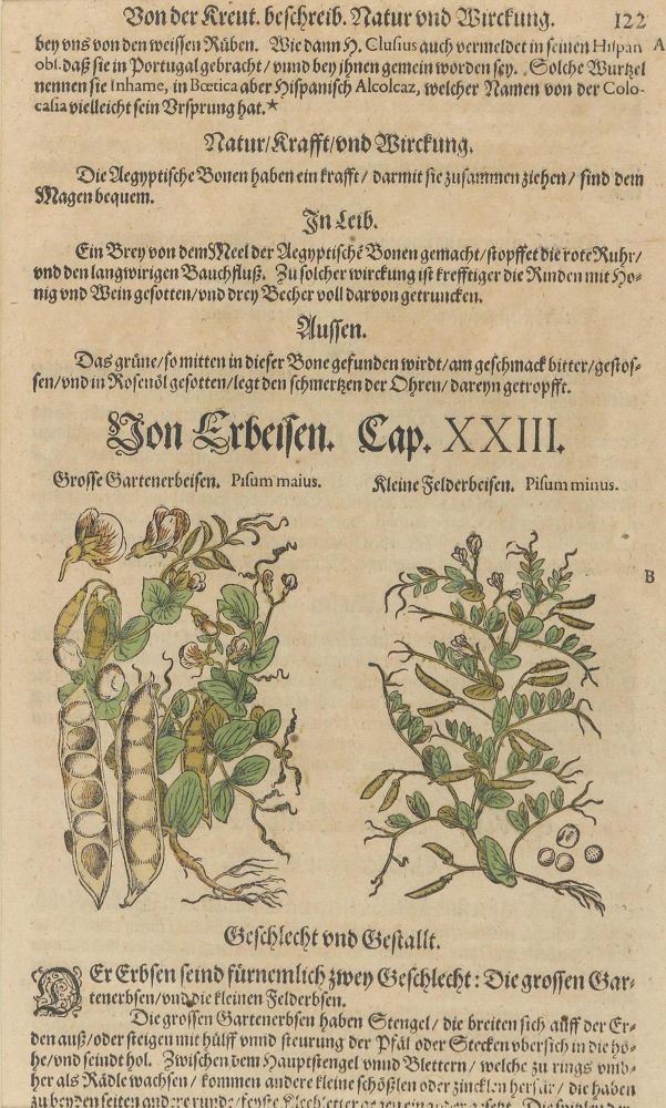 Große Abbildung Nr.5: 128-3277 Matthiolus,P.A.: (Varia, Botanik)