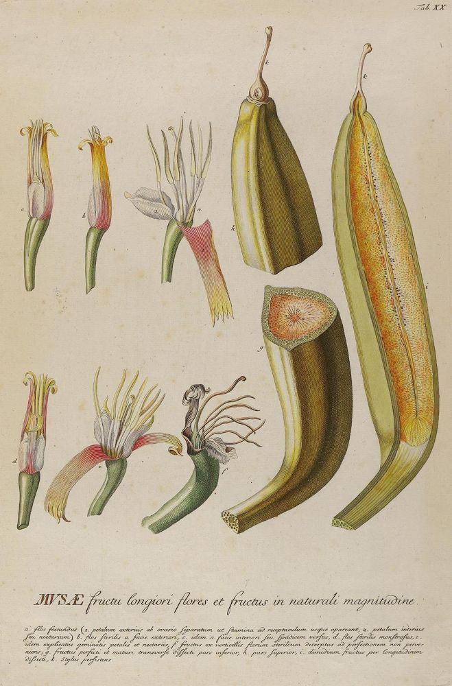 Große Abbildung Nr.1: 128-3283 Bananenstaude.: (Varia, Botanik, Trew)