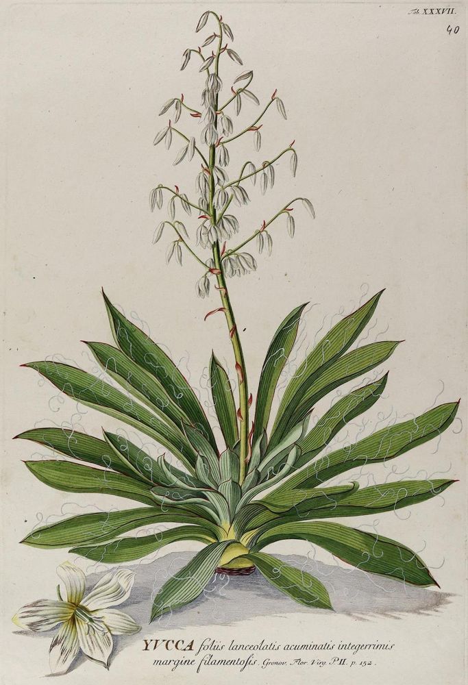 Große Abbildung Nr.1: 128-3284 Yucca-Palme.: (Varia, Botanik, Trew)