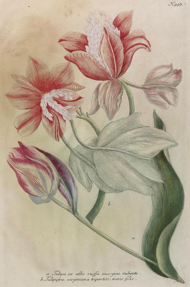 Große Abbildung Nr.1: 128-3285 Tulpen.: (Varia, Botanik)