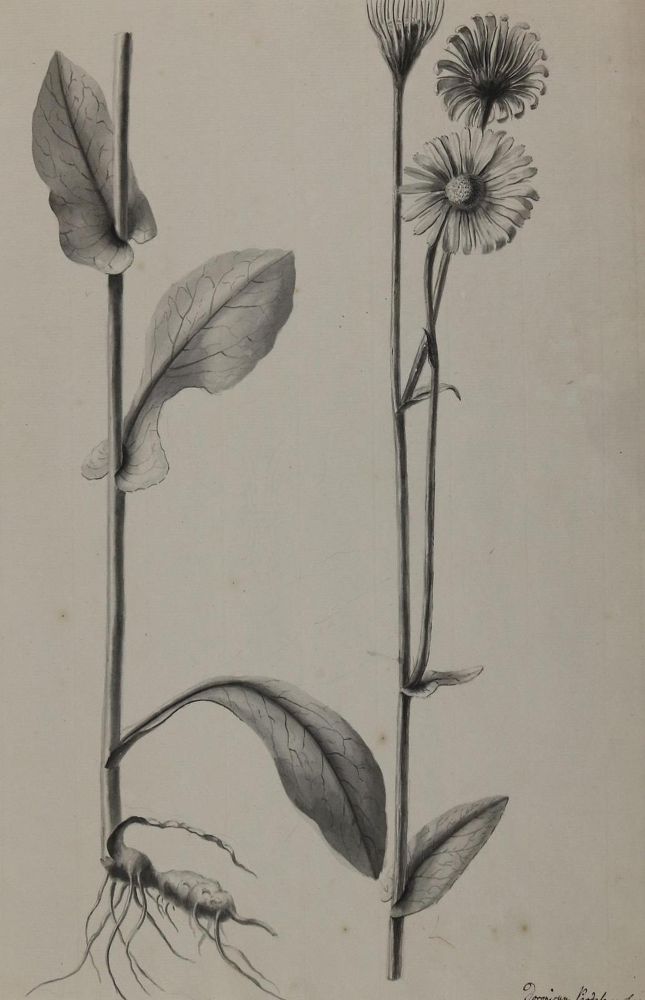 Große Abbildung Nr.3: 128-3285 Tulpen.: (Varia, Botanik)