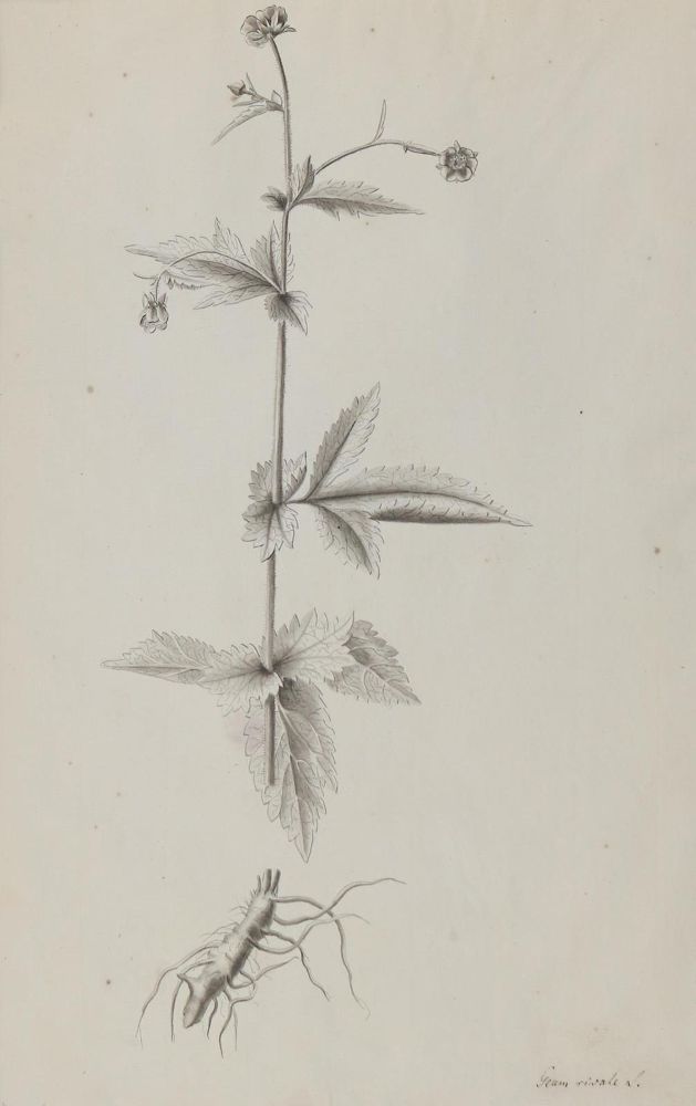 Große Abbildung Nr.4: 128-3285 Tulpen.: (Varia, Botanik)