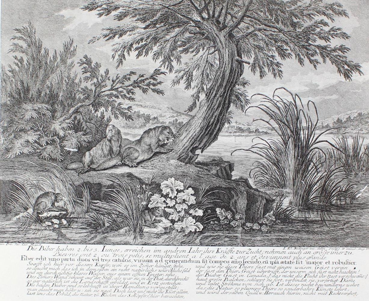 Große Abbildung Nr.1: 128-3302 Biber.: (Varia, Jagd, Ridinger)
