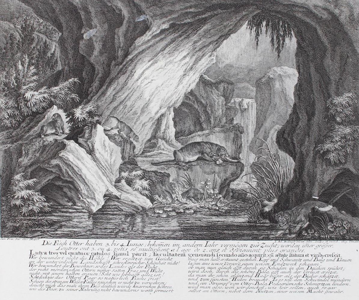 Große Abbildung Nr.1: 128-3304 Fischotter.: (Varia, Jagd, Ridinger)