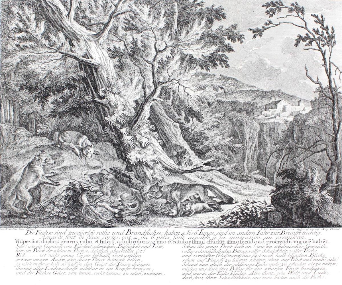 Große Abbildung Nr.21: 128-3305 Fuchsjagd.: (Varia, Jagd, Ridinger)