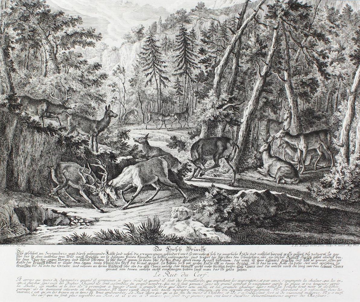 Große Abbildung Nr.11: 128-3309 Hirsch.: (Varia, Jagd, Ridinger)
