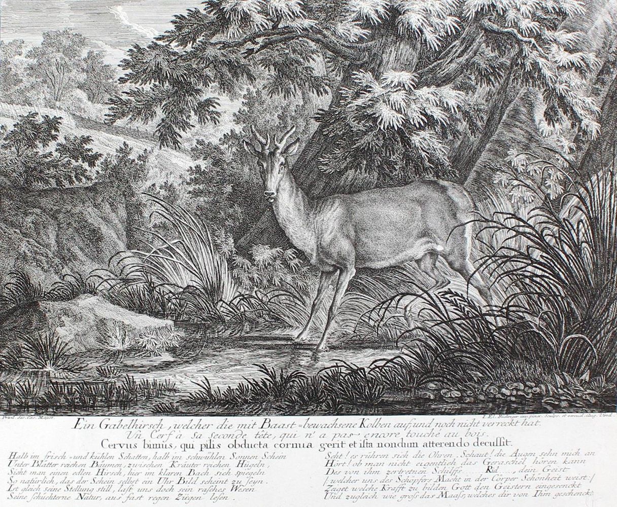 Große Abbildung Nr.31: 128-3309 Hirsch.: (Varia, Jagd, Ridinger)