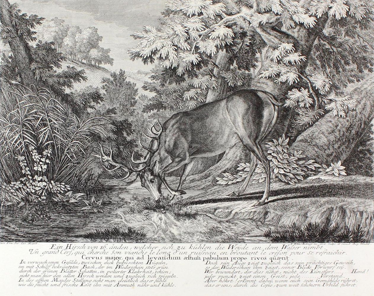 Große Abbildung Nr.41: 128-3309 Hirsch.: (Varia, Jagd, Ridinger)