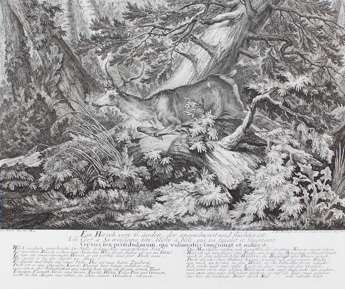Große Abbildung Nr.61: 128-3309 Hirsch.: (Varia, Jagd, Ridinger)
