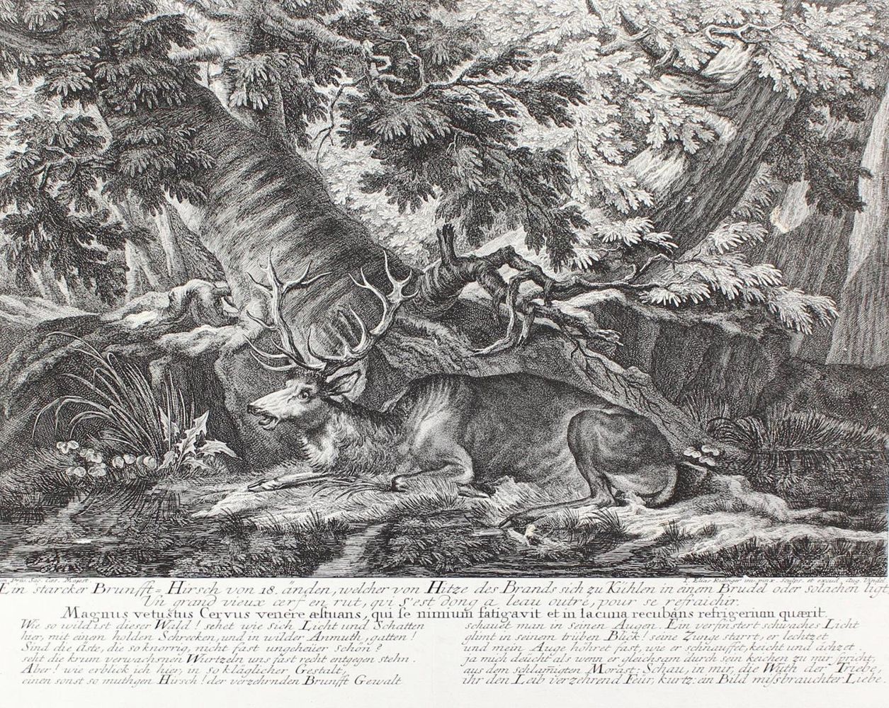 Große Abbildung Nr.71: 128-3309 Hirsch.: (Varia, Jagd, Ridinger)