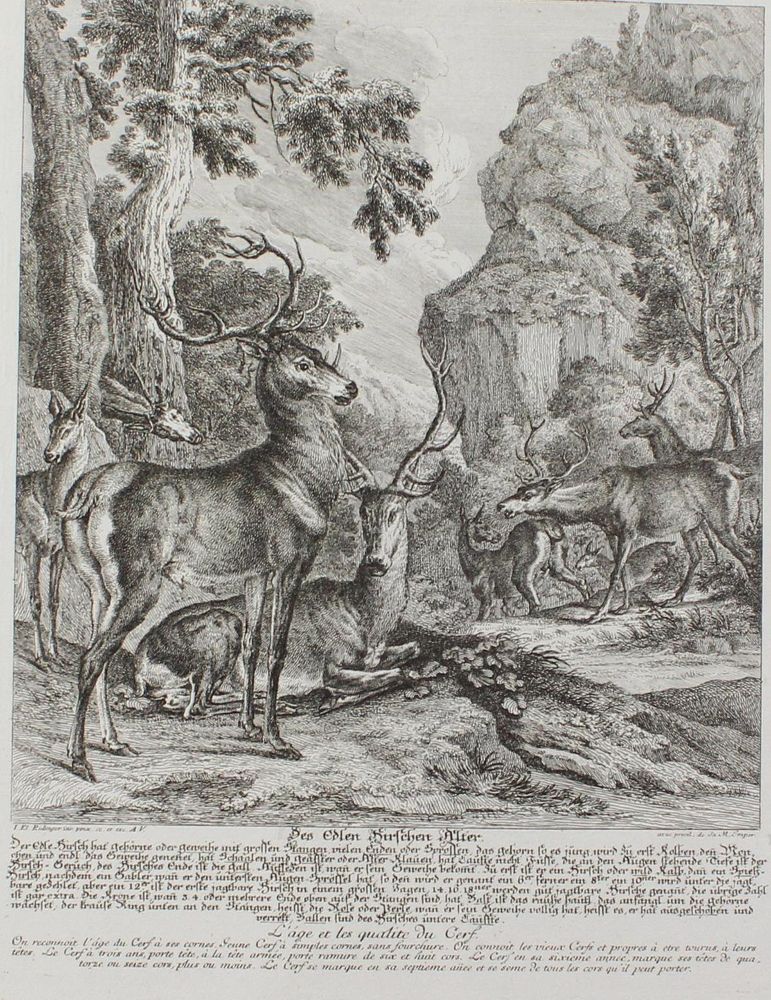 Große Abbildung Nr.81: 128-3309 Hirsch.: (Varia, Jagd, Ridinger)