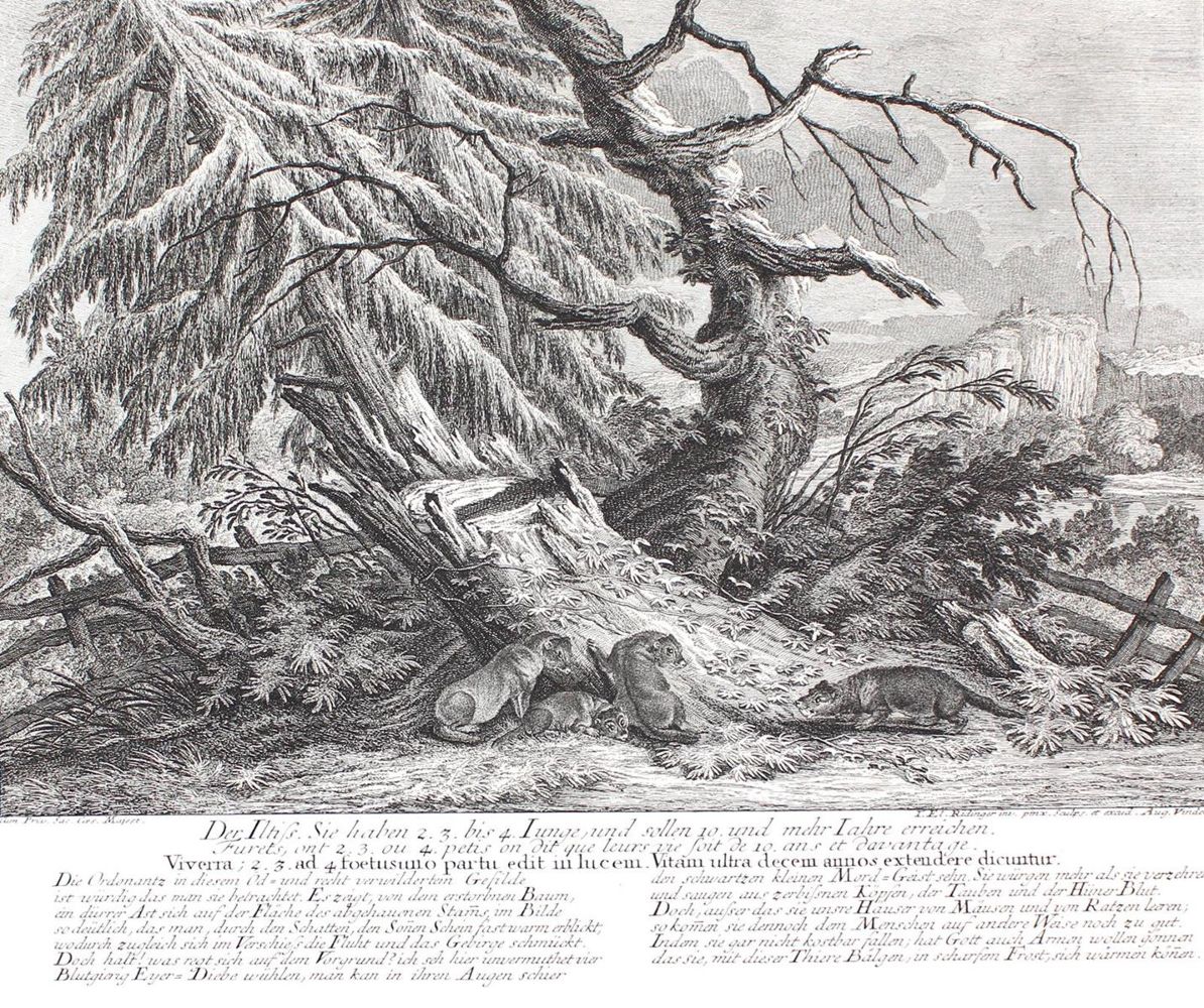 Große Abbildung Nr.1: 128-3311 Iltisse.: (Varia, Jagd, Ridinger)