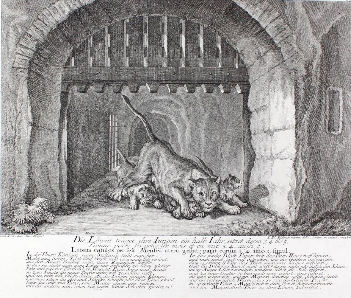 Große Abbildung Nr.1: 128-3313 Löwen.: (Varia, Jagd, Ridinger)