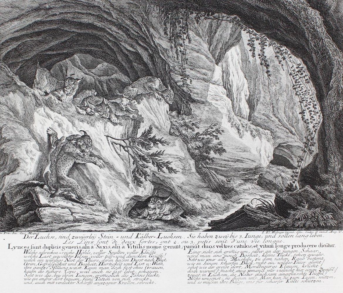 Große Abbildung Nr.1: 128-3314 Luchse.: (Varia, Jagd, Ridinger)