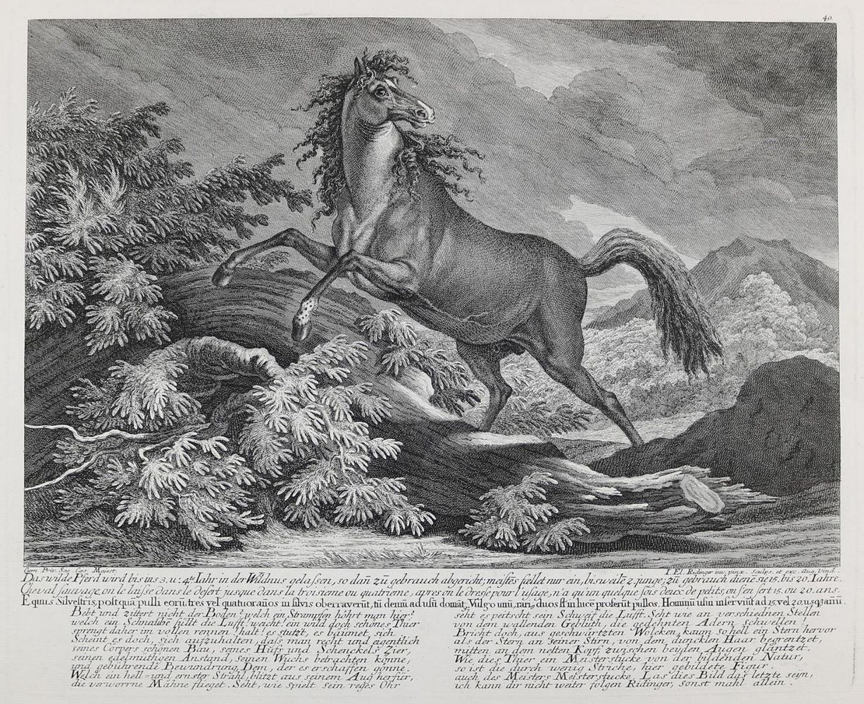 Große Abbildung Nr.1: 128-3315 Pferde.: (Varia, Jagd, Ridinger)