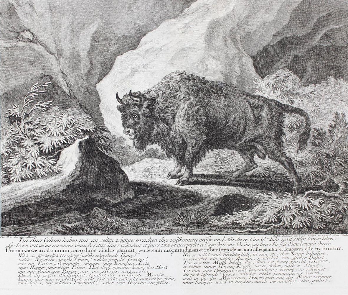 Große Abbildung Nr.21: 128-3316 Rotwild/Rotwildjagd.: (Varia, Jagd, Ridinger)