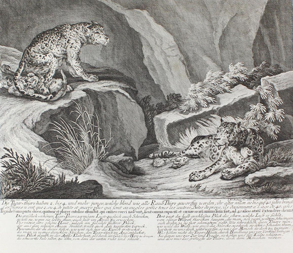 Große Abbildung Nr.1: 128-3318 Tiger.: (Varia, Jagd, Ridinger)