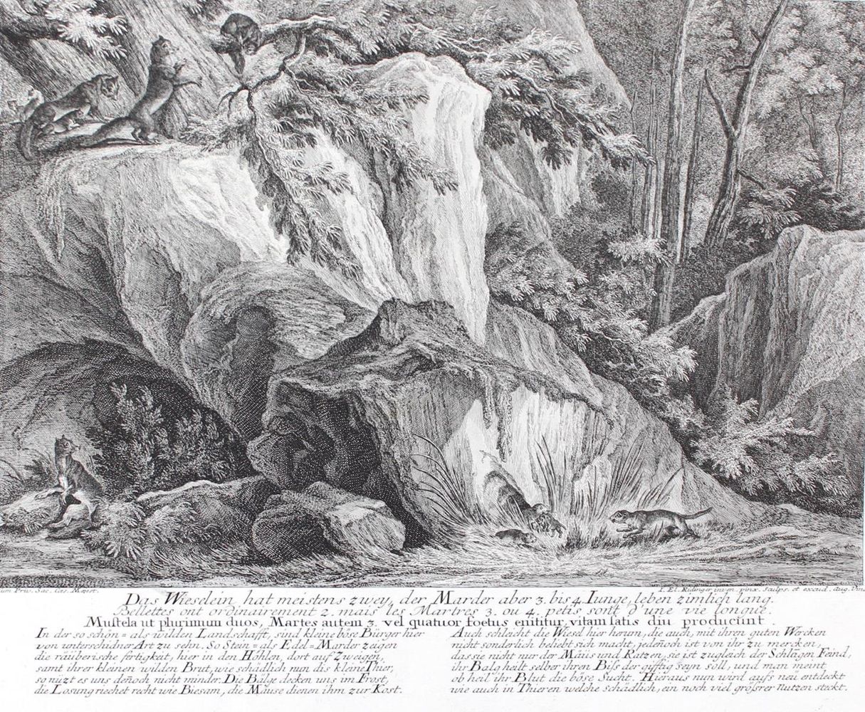 Große Abbildung Nr.1: 128-3319 Waldtiere.: (Varia, Jagd, Ridinger)