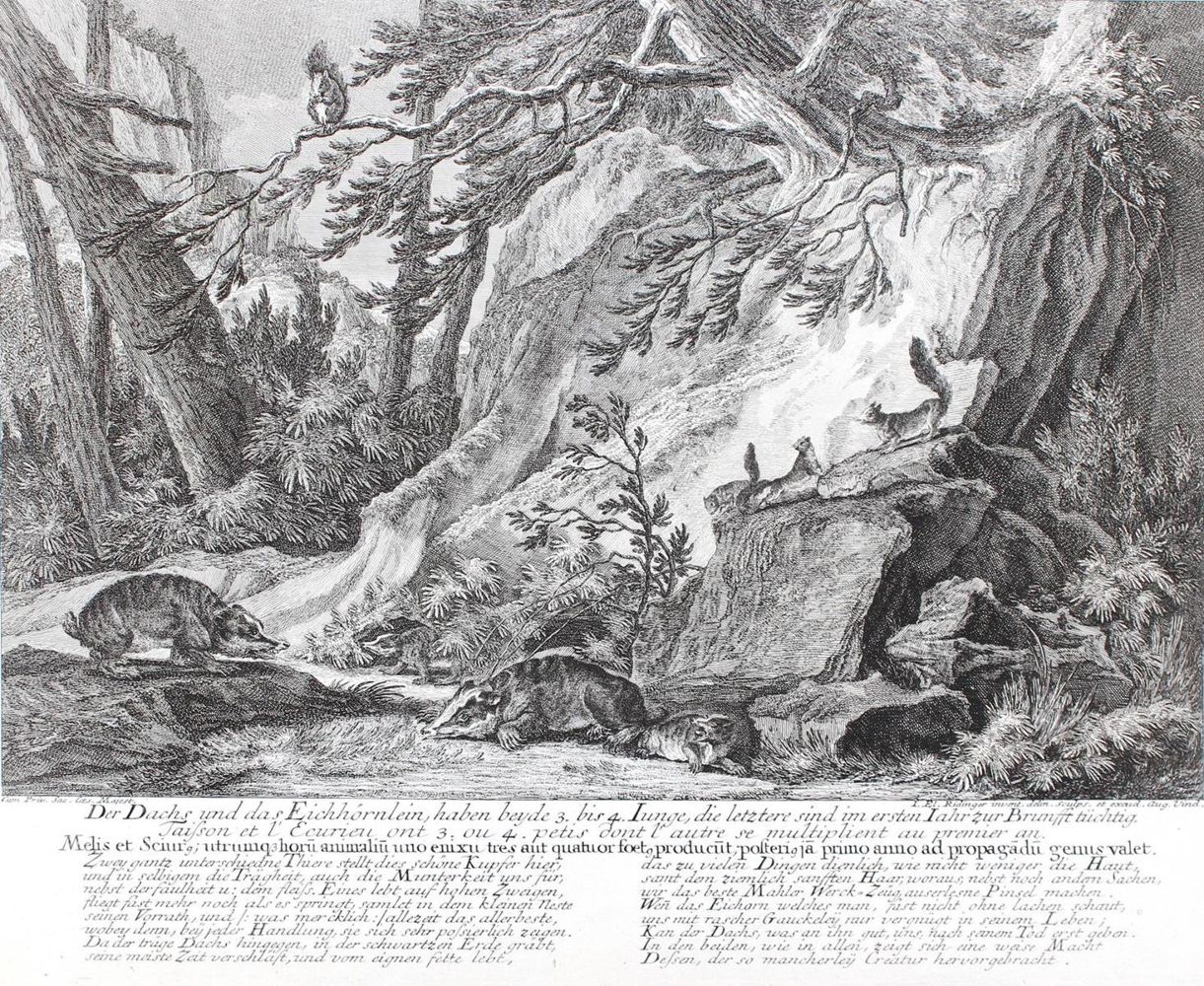 Große Abbildung Nr.21: 128-3319 Waldtiere.: (Varia, Jagd, Ridinger)